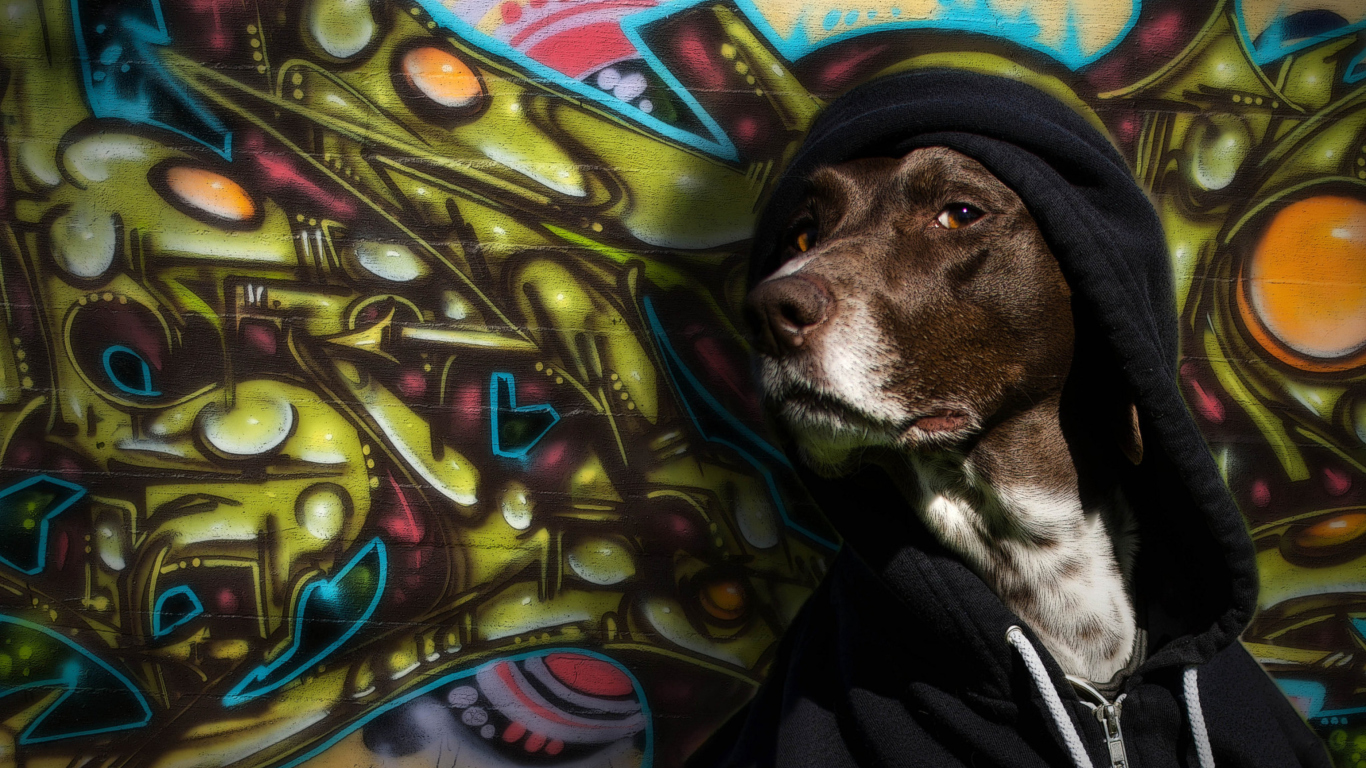 Portrait Of Dog On Graffiti Wall wallpaper 1366x768