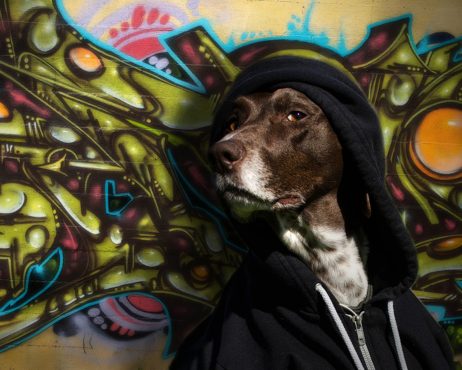 Portrait Of Dog On Graffiti Wall wallpaper 1600x1280