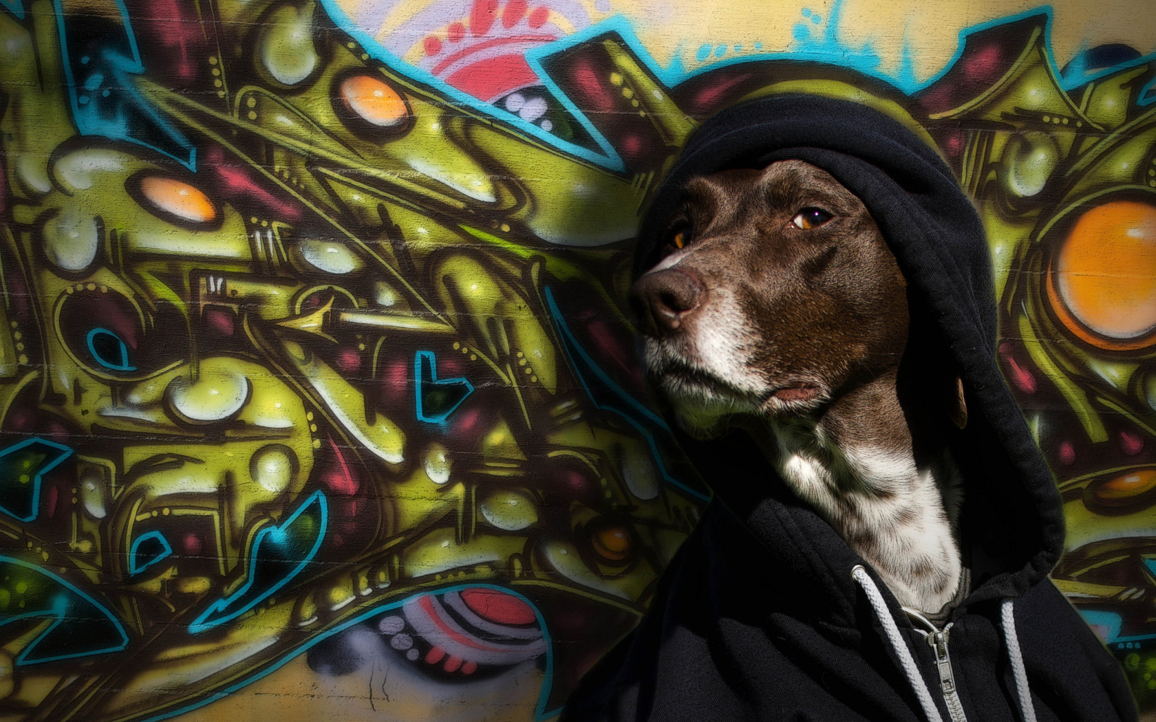 Screenshot №1 pro téma Portrait Of Dog On Graffiti Wall 1680x1050