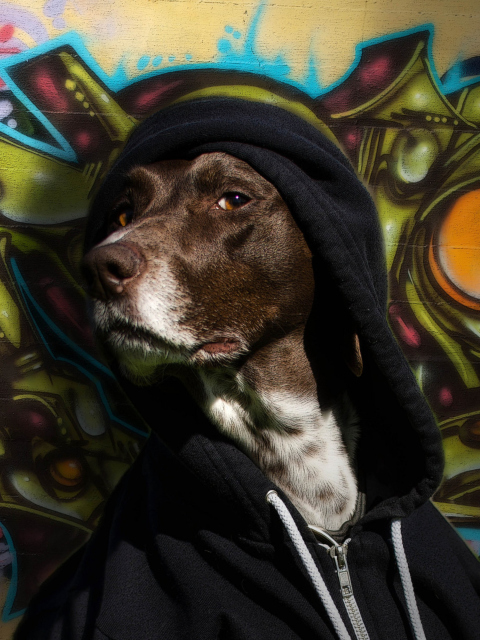 Sfondi Portrait Of Dog On Graffiti Wall 480x640
