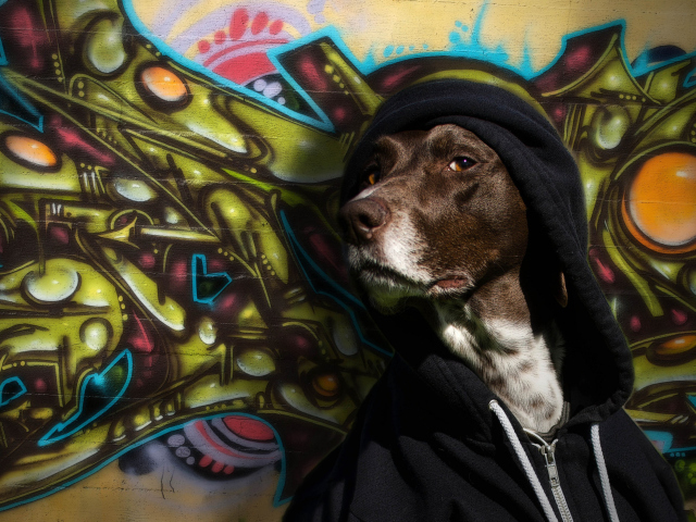 Portrait Of Dog On Graffiti Wall wallpaper 640x480