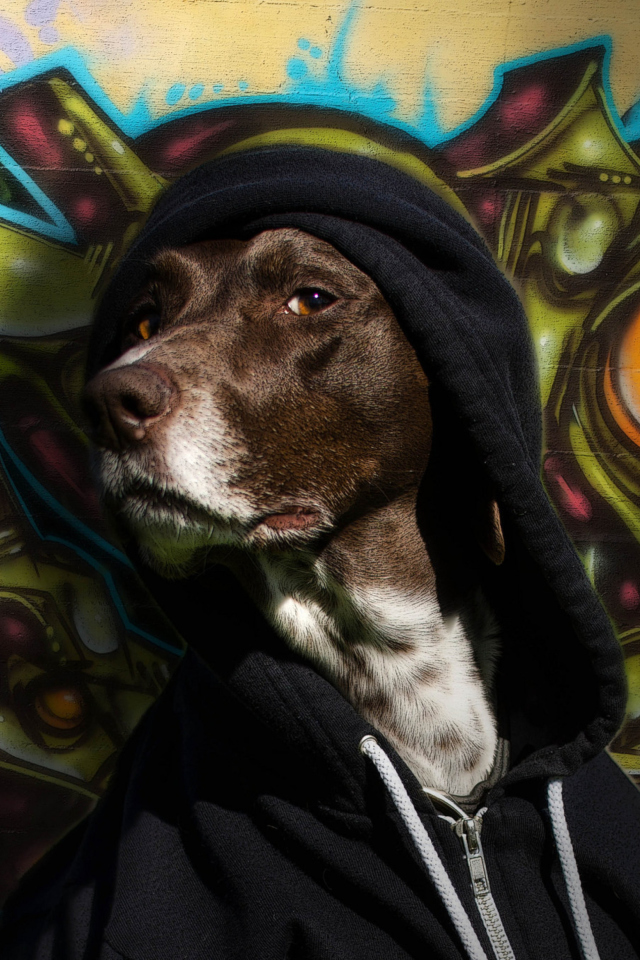 Portrait Of Dog On Graffiti Wall wallpaper 640x960