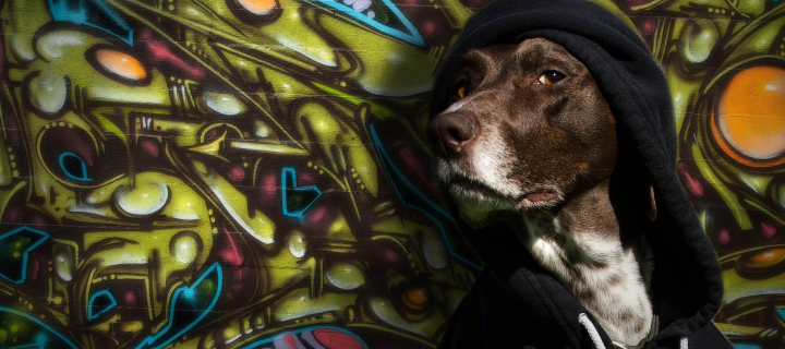 Fondo de pantalla Portrait Of Dog On Graffiti Wall 720x320