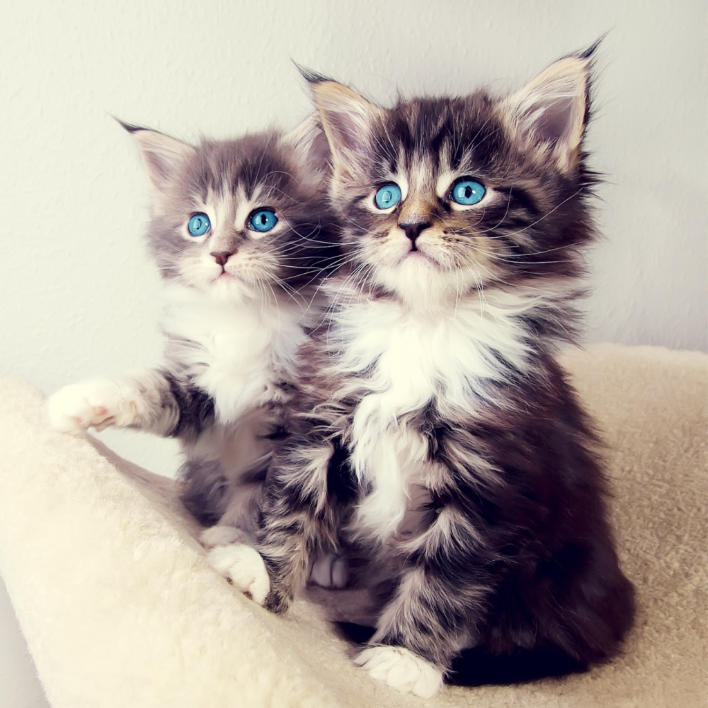 Cute Kittens wallpaper 1024x1024