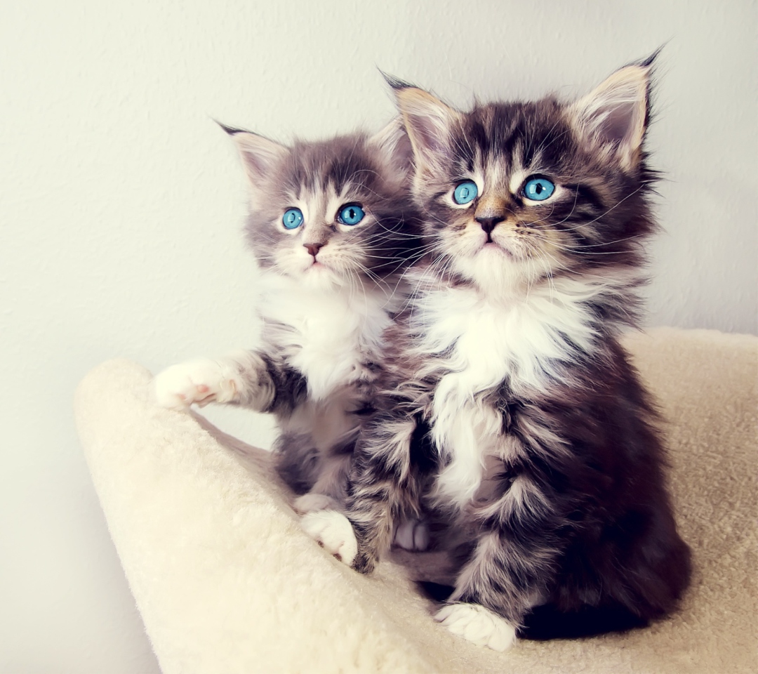 Fondo de pantalla Cute Kittens 1080x960