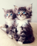 Обои Cute Kittens 128x160