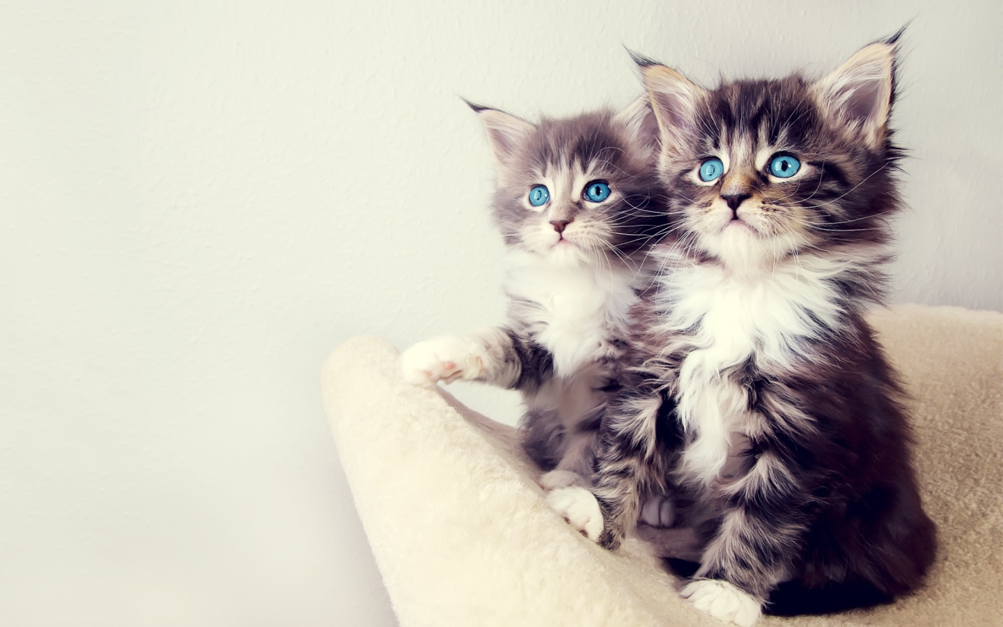 Screenshot №1 pro téma Cute Kittens 1440x900