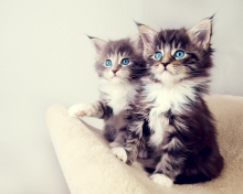 Das Cute Kittens Wallpaper 220x176