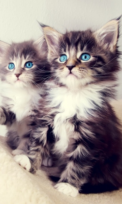 Das Cute Kittens Wallpaper 240x400