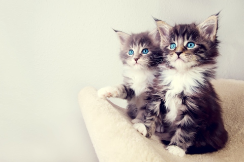 Sfondi Cute Kittens 480x320