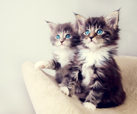 Обои Cute Kittens 480x400