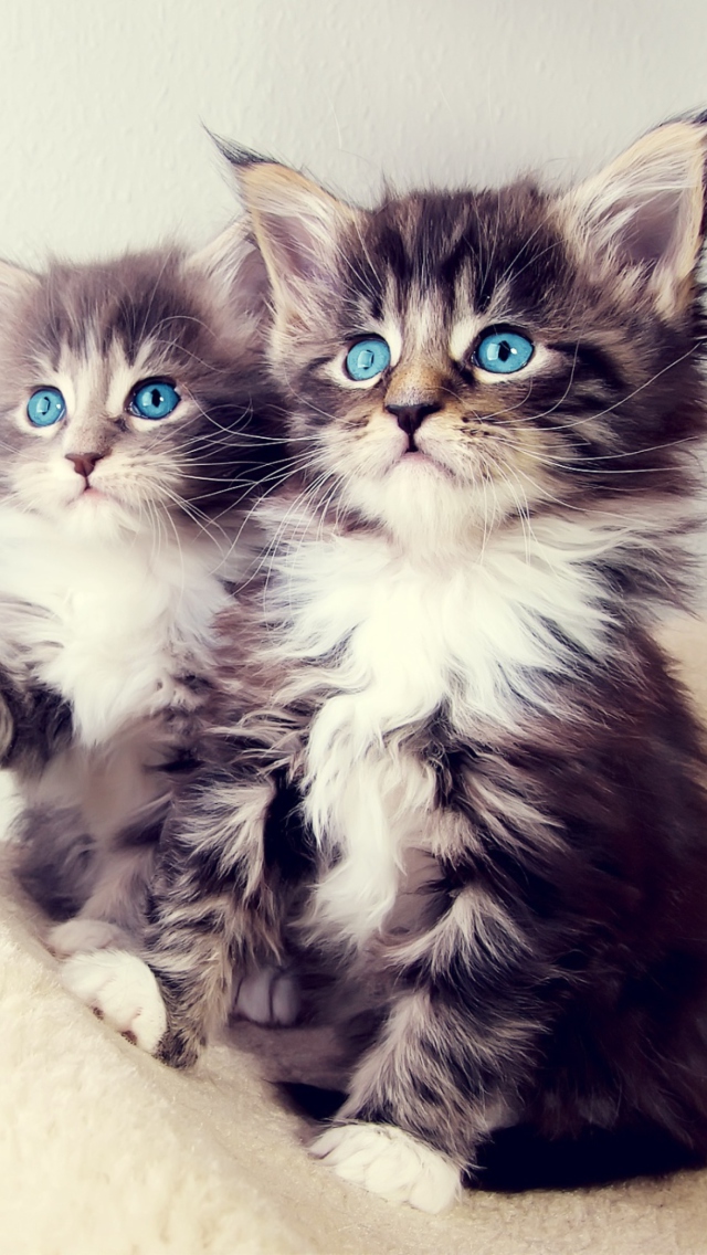 Cute Kittens screenshot #1 640x1136