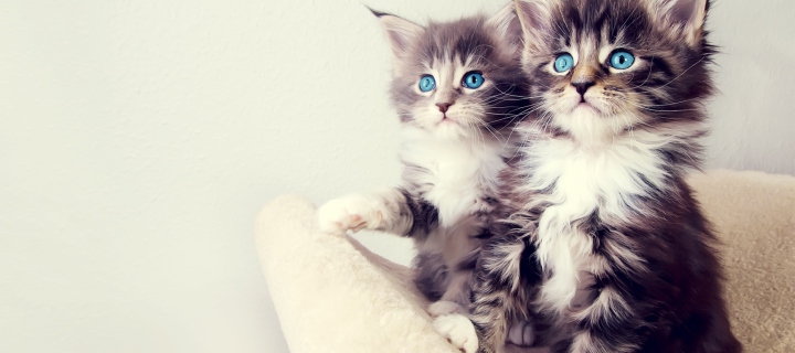 Cute Kittens wallpaper 720x320
