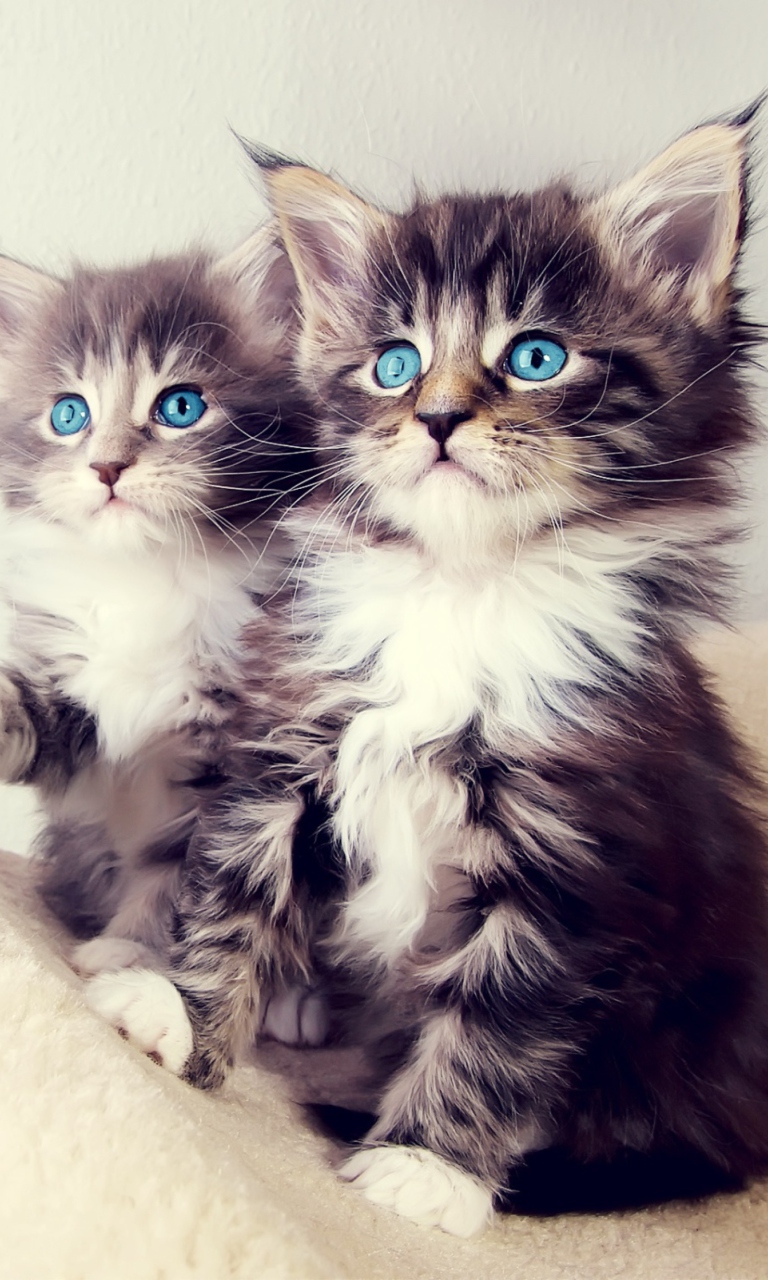 Screenshot №1 pro téma Cute Kittens 768x1280