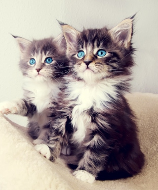 Kostenloses Cute Kittens Wallpaper für 132x176