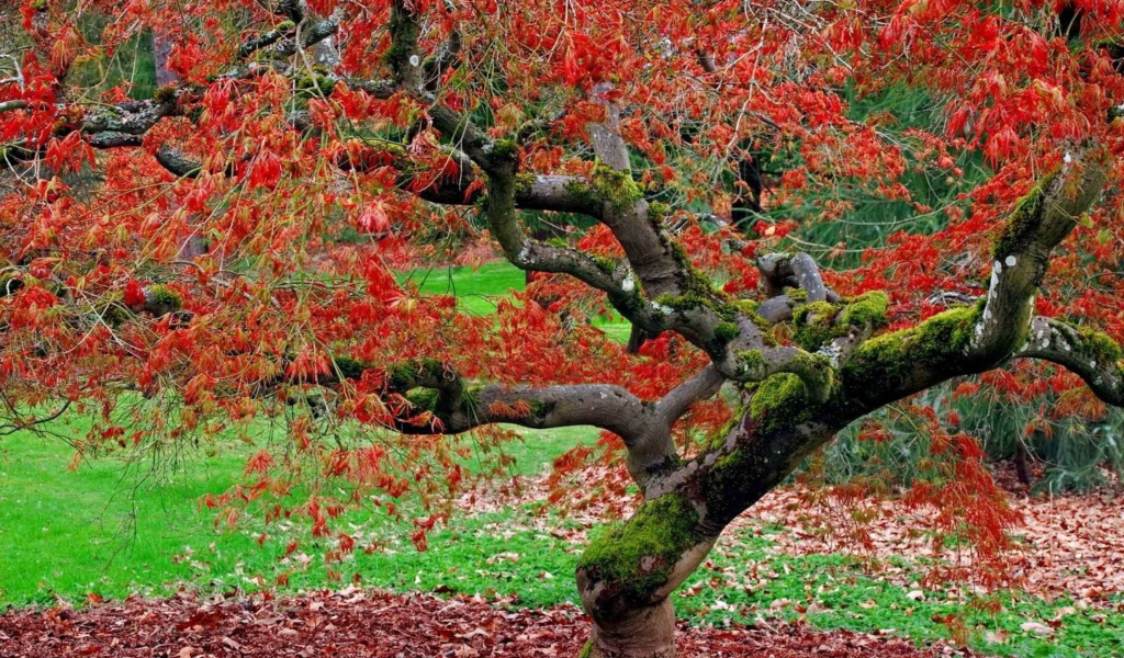 Red Leaves In Autumn screenshot #1 1024x600