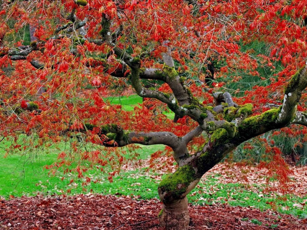 Sfondi Red Leaves In Autumn 1024x768