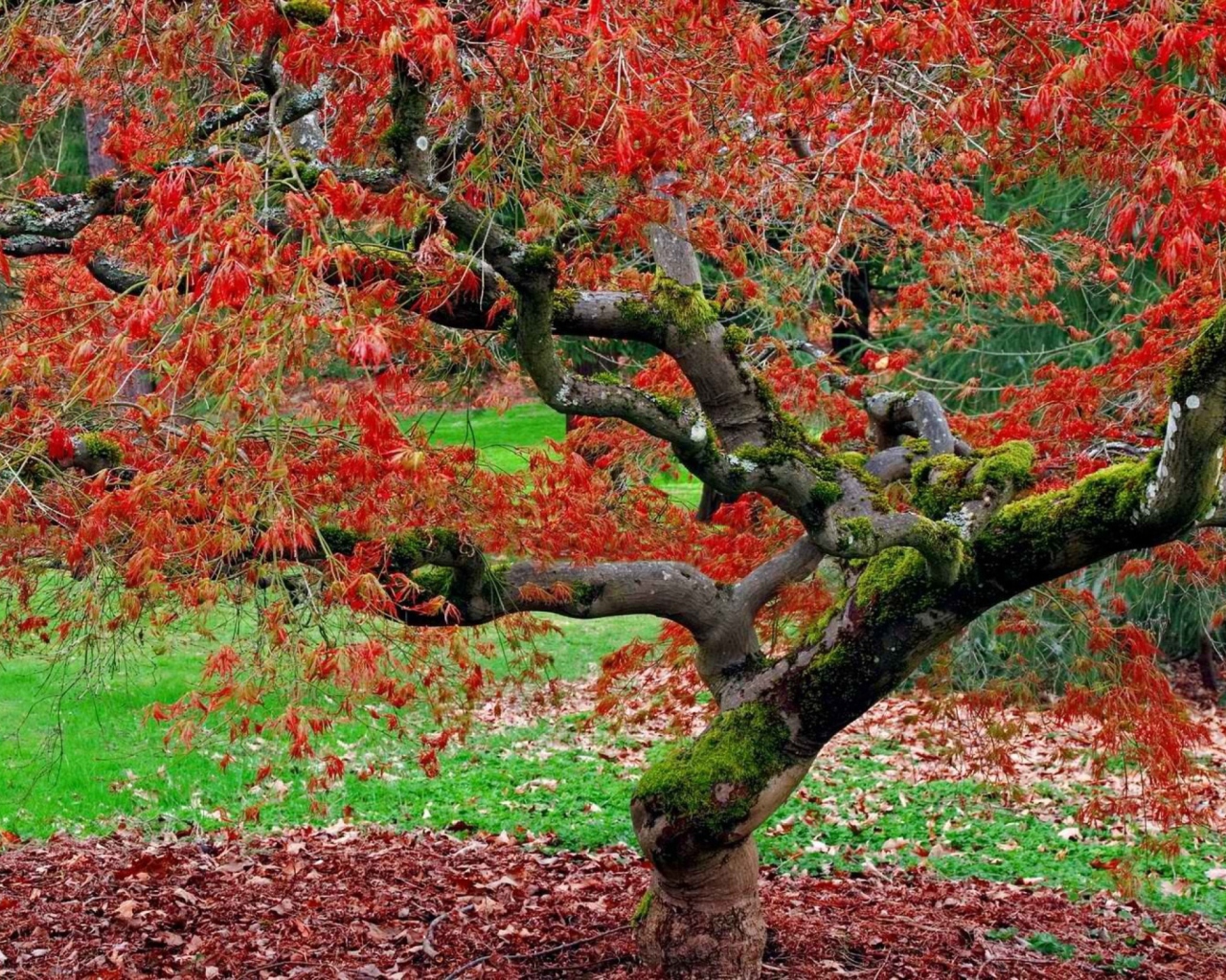Fondo de pantalla Red Leaves In Autumn 1280x1024