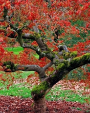 Fondo de pantalla Red Leaves In Autumn 176x220