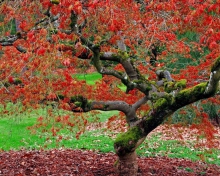 Red Leaves In Autumn wallpaper 220x176