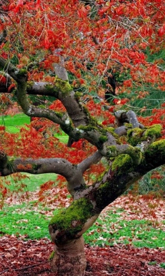 Red Leaves In Autumn screenshot #1 240x400