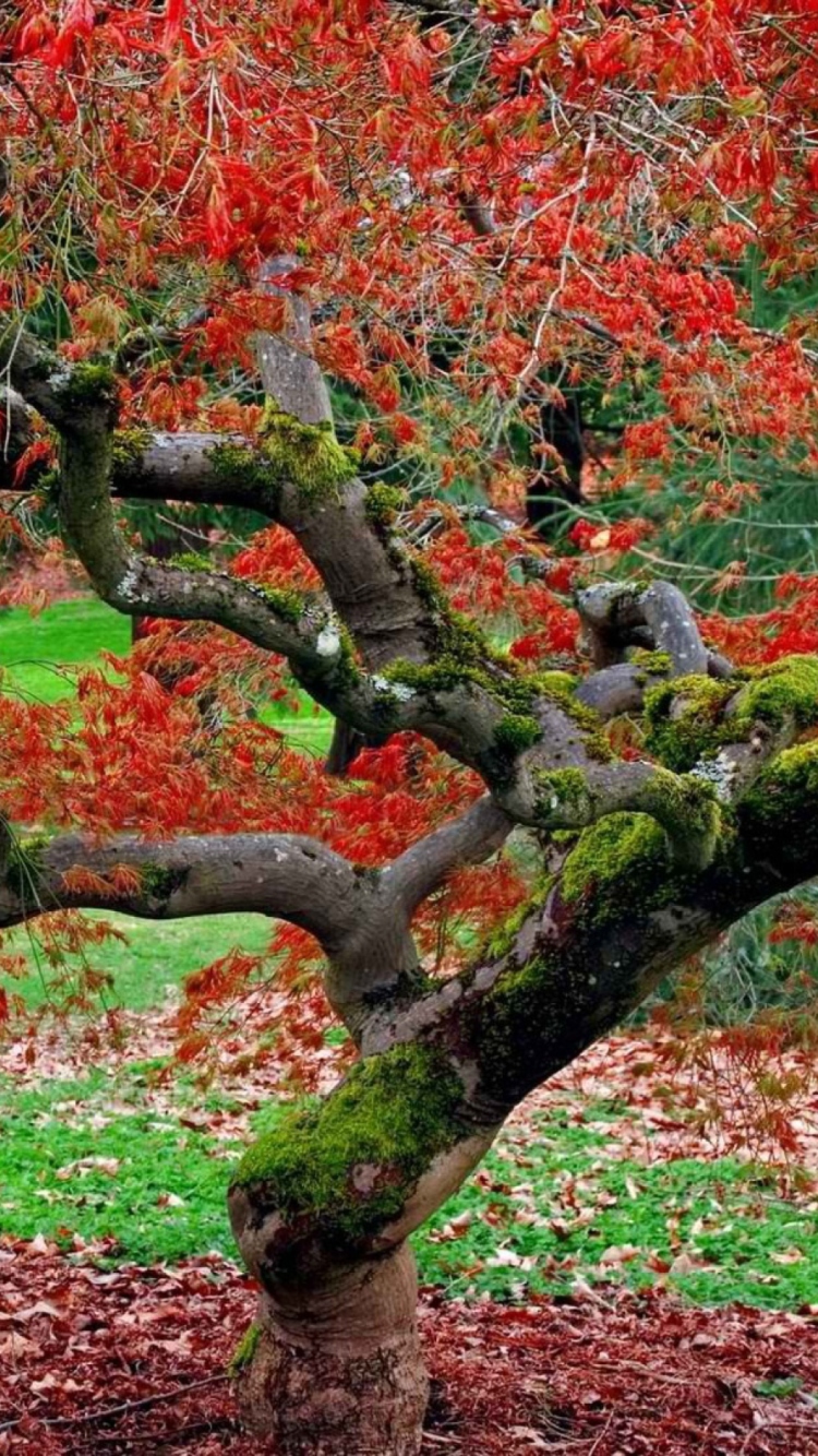 Fondo de pantalla Red Leaves In Autumn 750x1334
