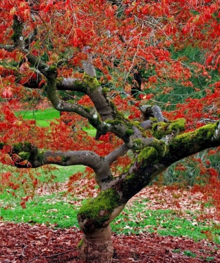 Red Leaves In Autumn - Obrázkek zdarma pro Nokia C-Series