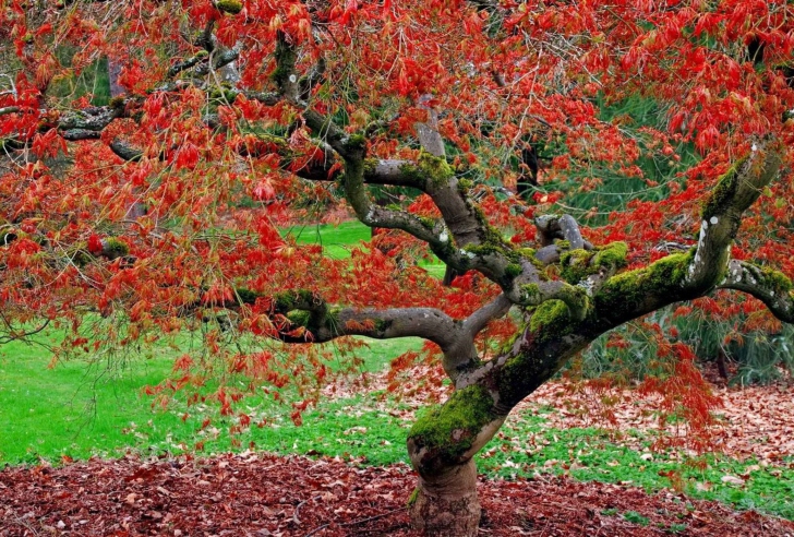 Red Leaves In Autumn wallpaper