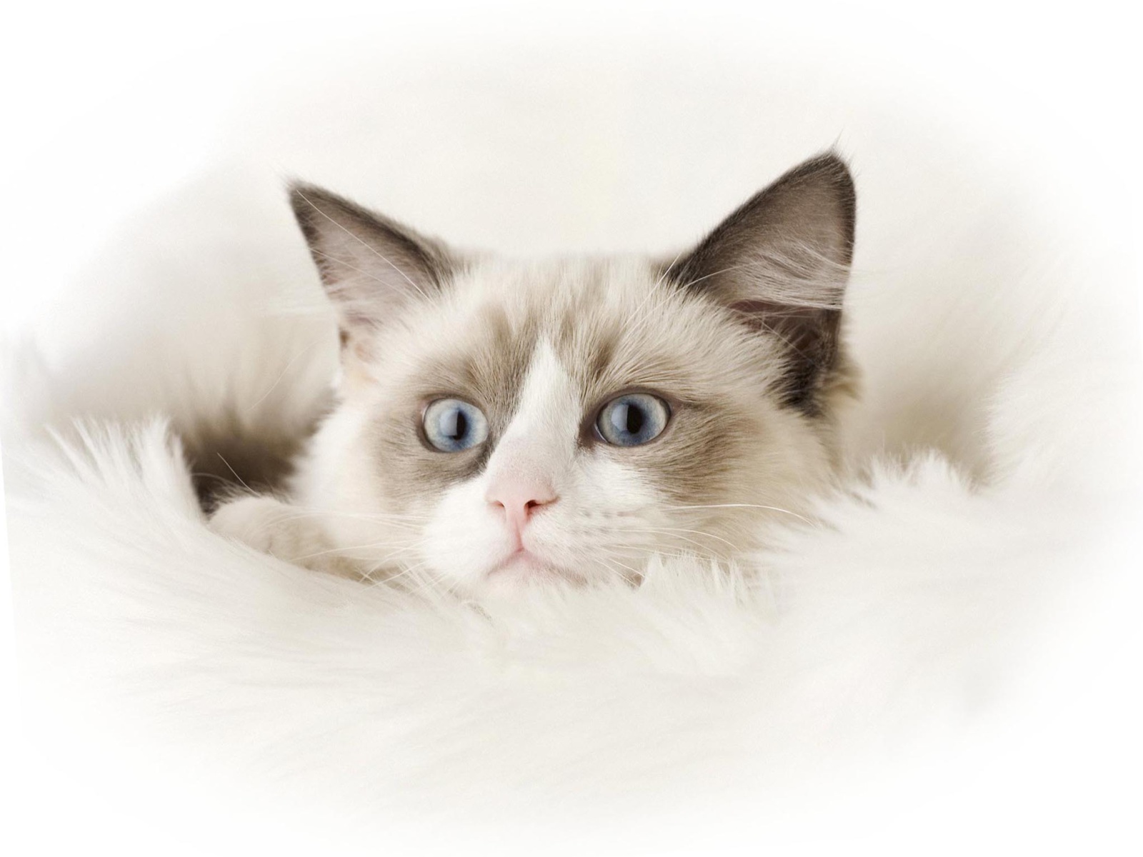 Fondo de pantalla Ragdoll Cat 1600x1200