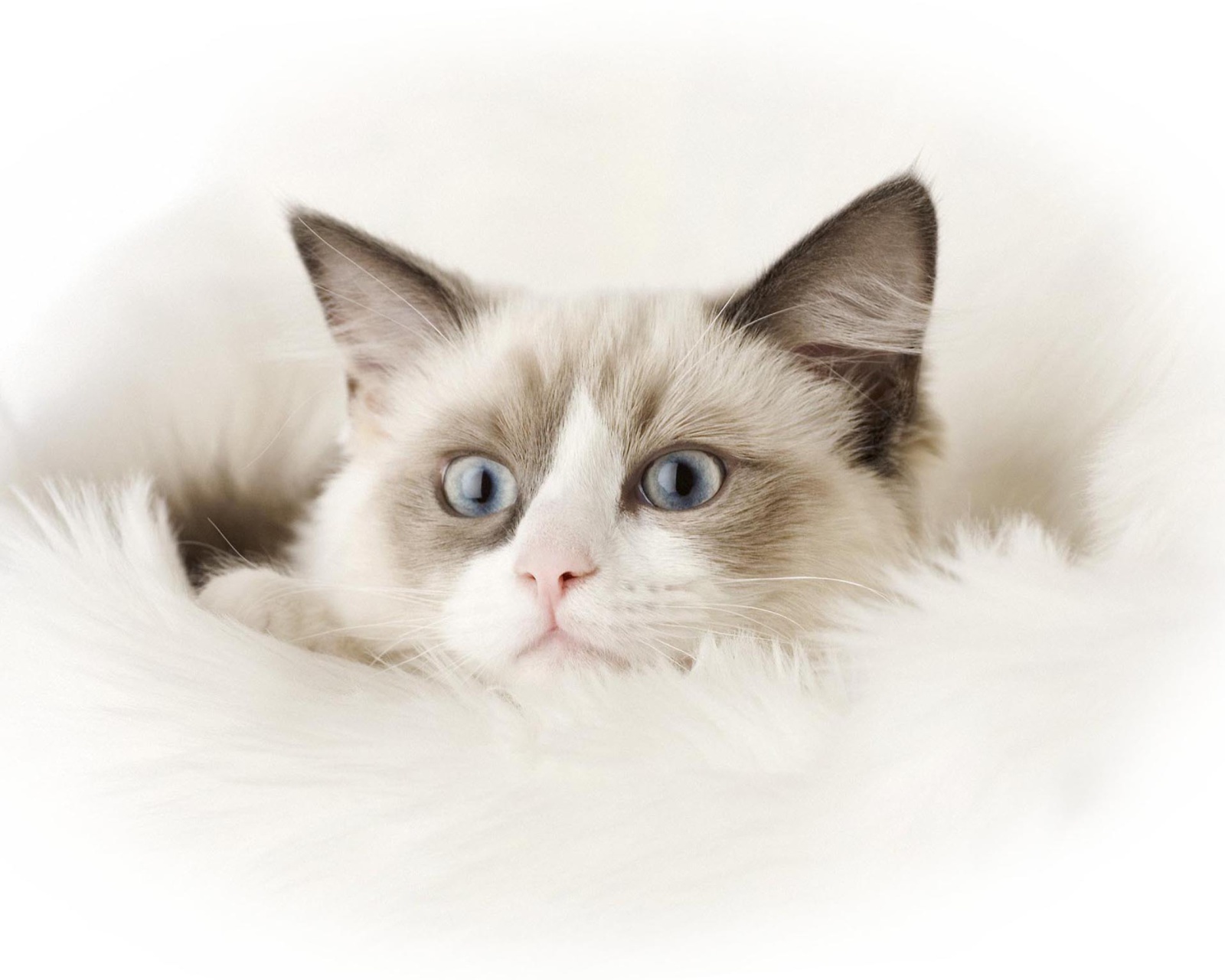 Ragdoll Cat wallpaper 1600x1280