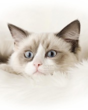 Sfondi Ragdoll Cat 176x220