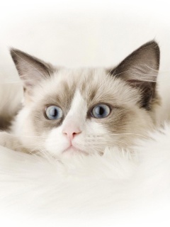 Das Ragdoll Cat Wallpaper 240x320