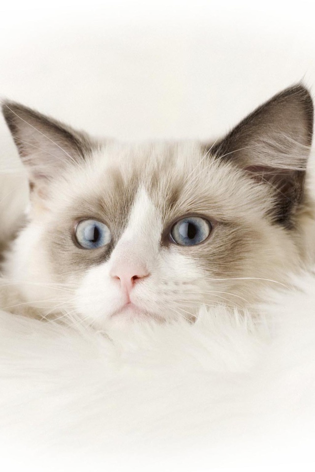 Ragdoll Cat screenshot #1 640x960