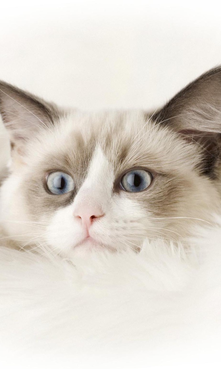 Ragdoll Cat screenshot #1 768x1280