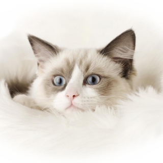 Ragdoll Cat sfondi gratuiti per Samsung E1150