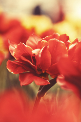Red Flowers screenshot #1 320x480