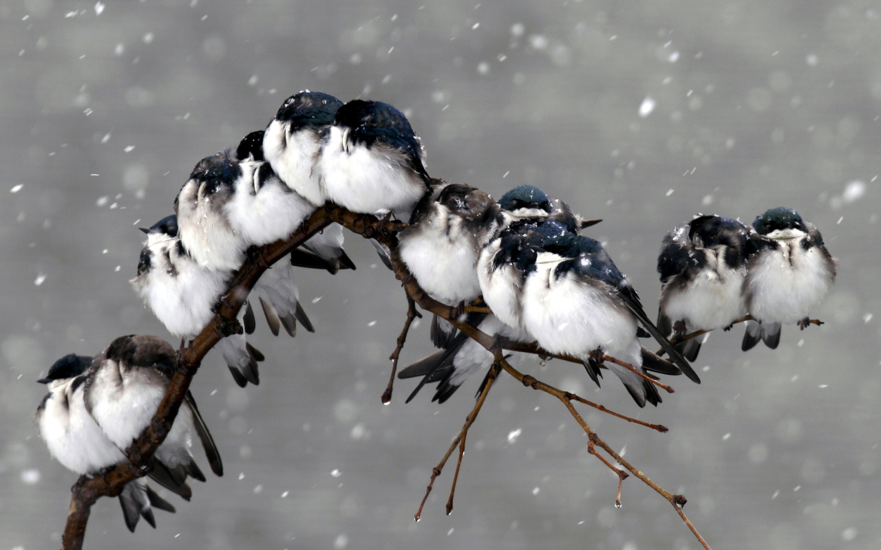 Frozen Sparrows wallpaper 1280x800