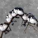Das Frozen Sparrows Wallpaper 128x128