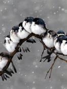 Fondo de pantalla Frozen Sparrows 132x176