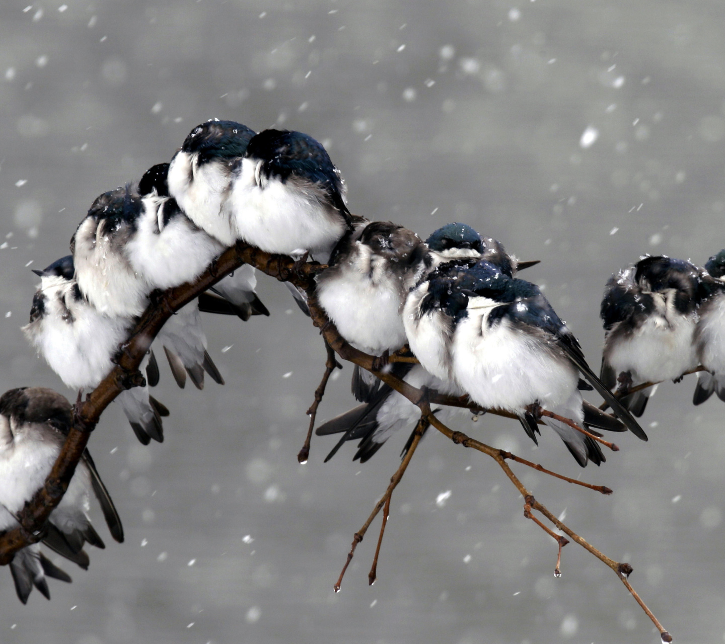 Обои Frozen Sparrows 1440x1280