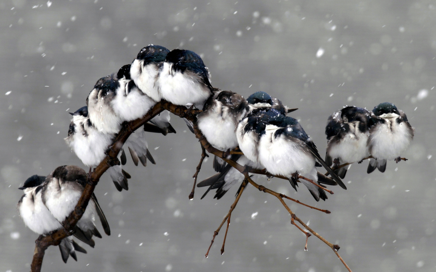 Fondo de pantalla Frozen Sparrows 1440x900