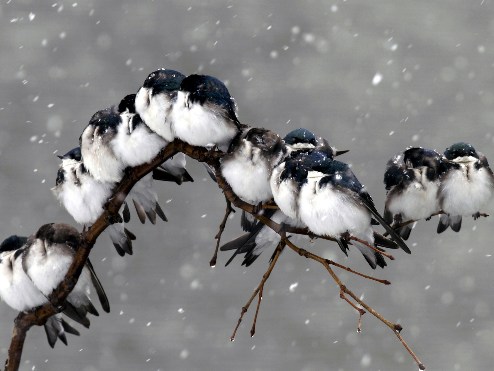 Sfondi Frozen Sparrows 1600x1200