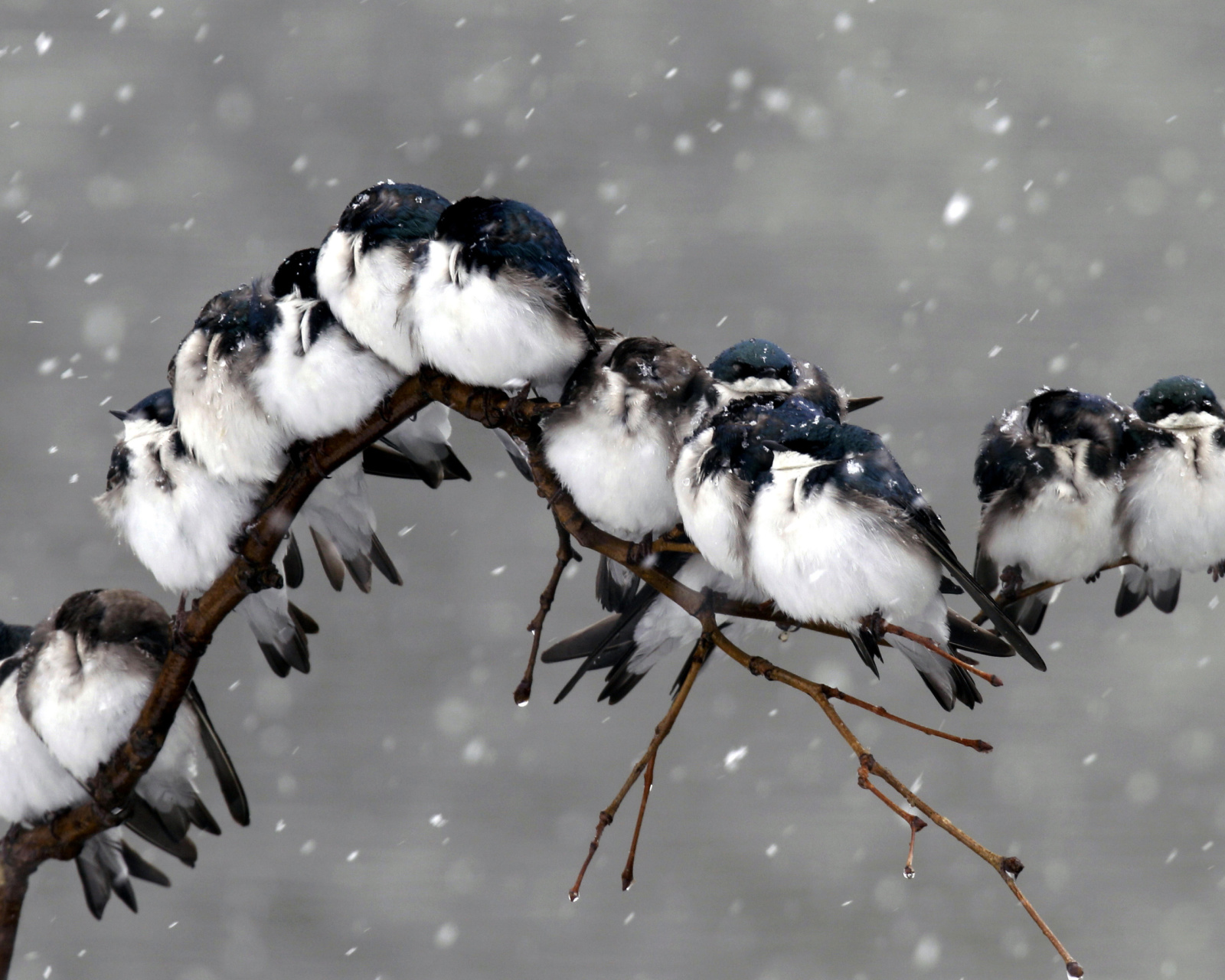 Fondo de pantalla Frozen Sparrows 1600x1280