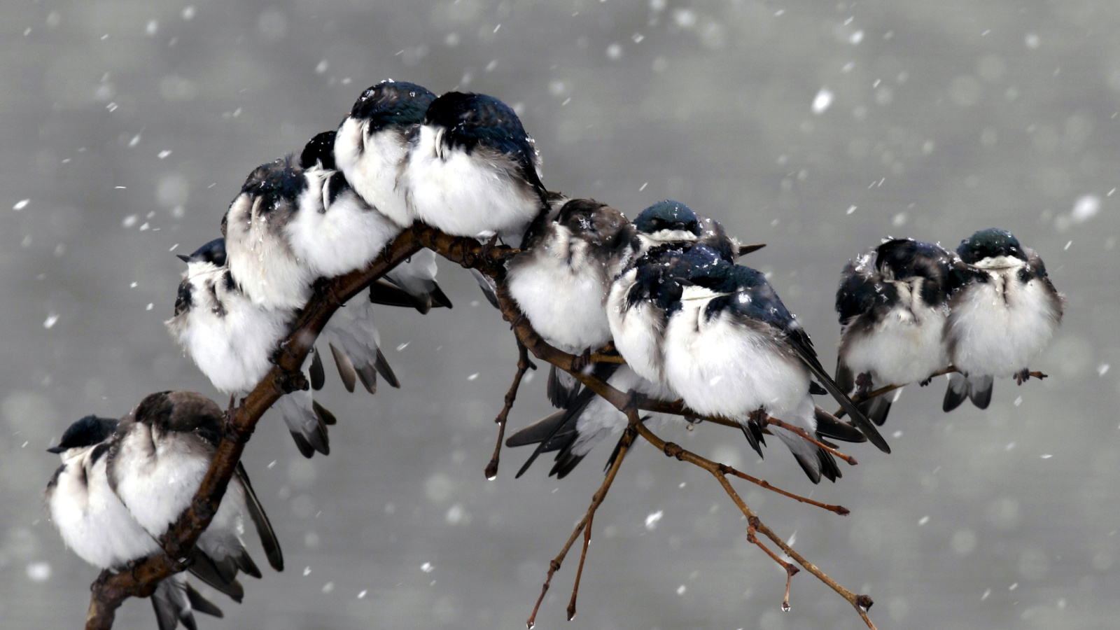 Frozen Sparrows wallpaper 1600x900