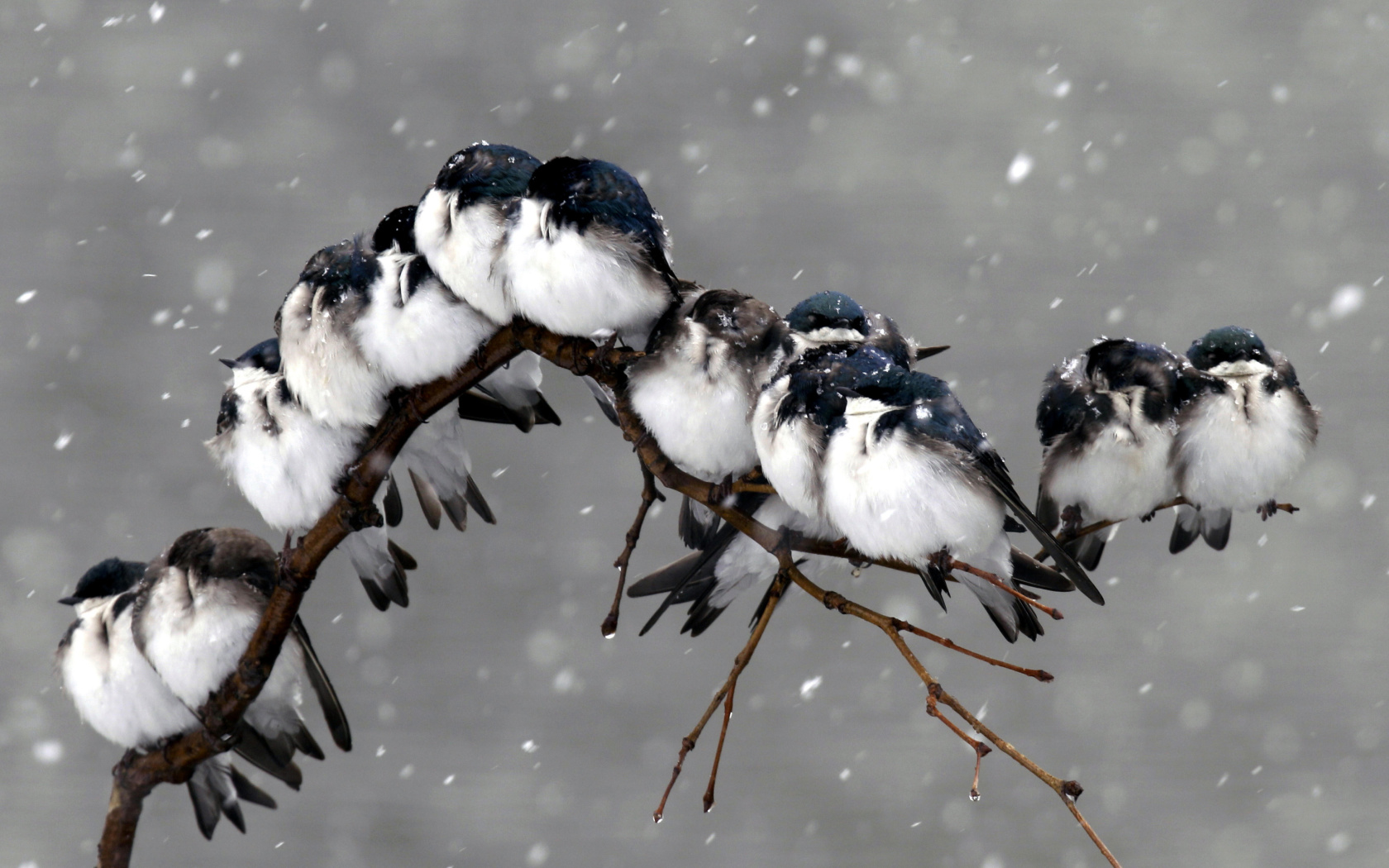 Sfondi Frozen Sparrows 1680x1050