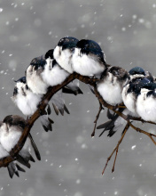 Sfondi Frozen Sparrows 176x220