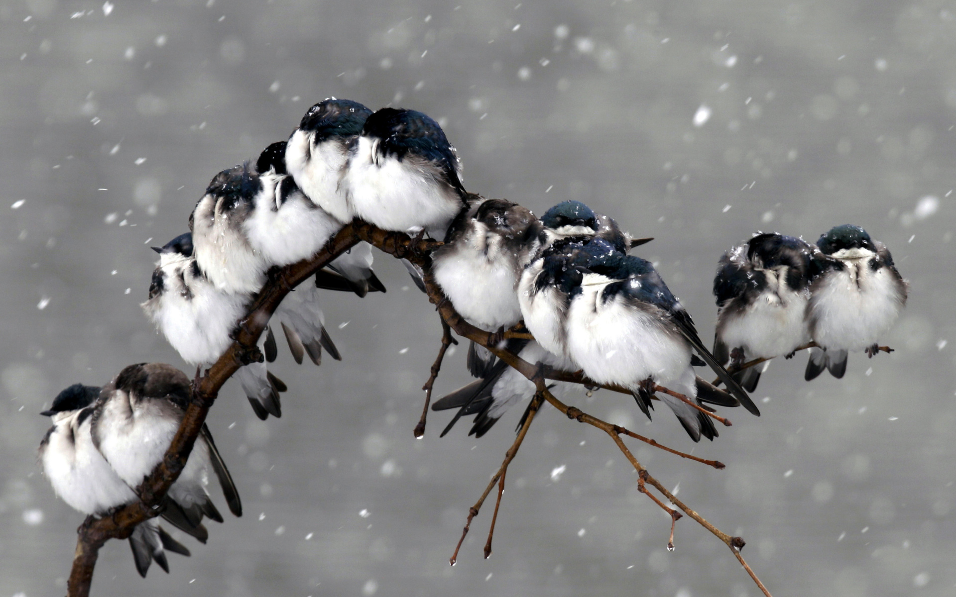 Frozen Sparrows wallpaper 1920x1200