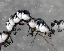 Fondo de pantalla Frozen Sparrows 220x176