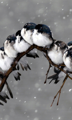 Frozen Sparrows wallpaper 240x400