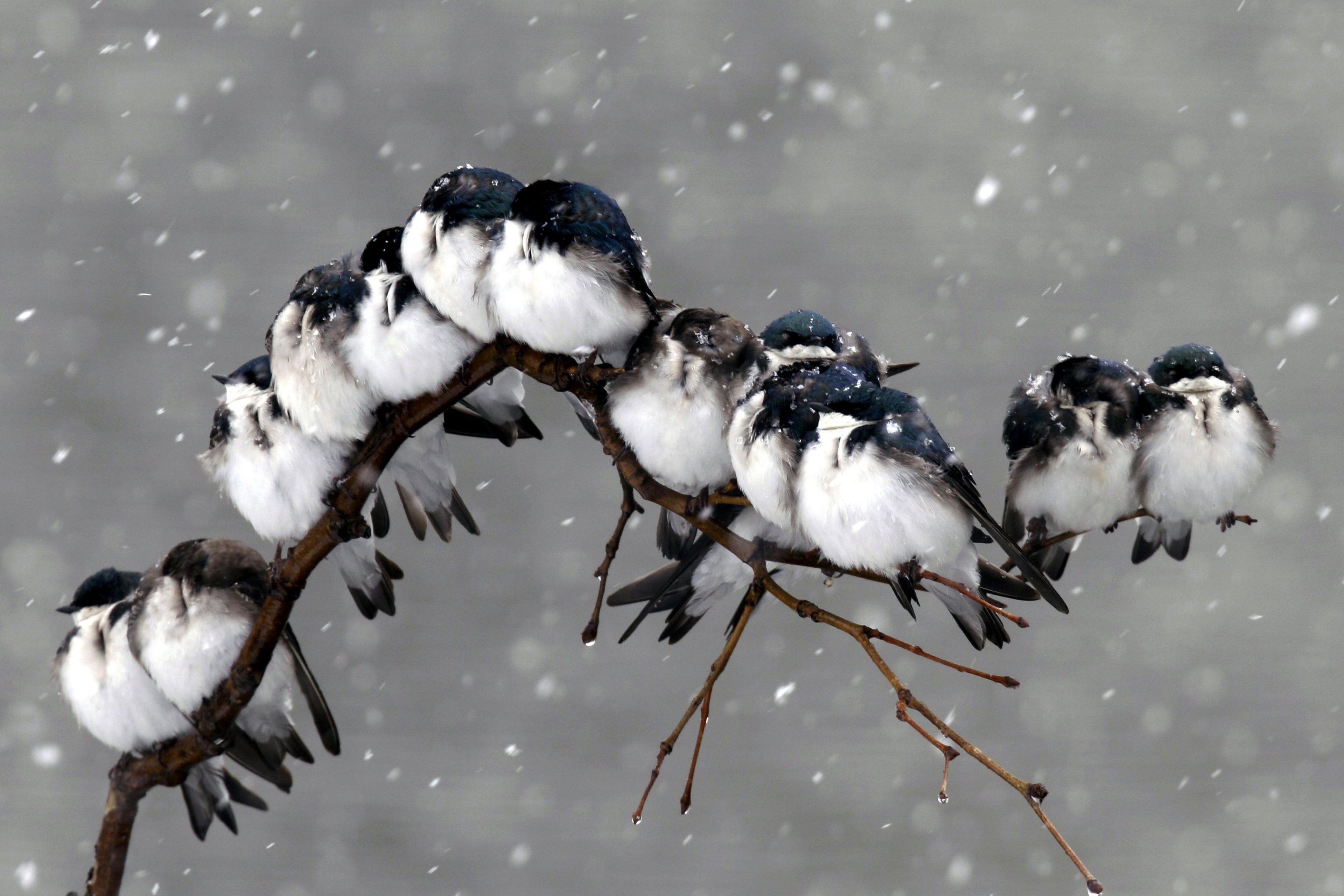 Sfondi Frozen Sparrows 2880x1920